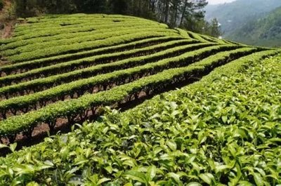 那么美的普洱茶山，千萬別讓開發(fā)熱潮給毀了