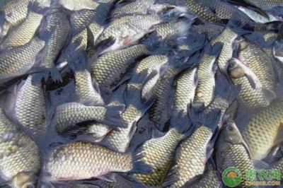 優(yōu)化鯽魚(yú)養(yǎng)殖 掌握科學(xué)方法，提升養(yǎng)殖效益與水質(zhì)改良劑應(yīng)用