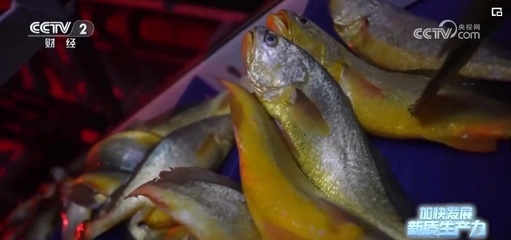 突破創(chuàng)新，藍(lán)色“智慧糧倉”——新質(zhì)生產(chǎn)力奏響魚類養(yǎng)殖澎湃新“樂章”