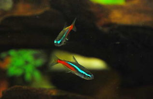 霓虹燈魚養(yǎng)殖全攻略 從新手到高手的實(shí)用技巧