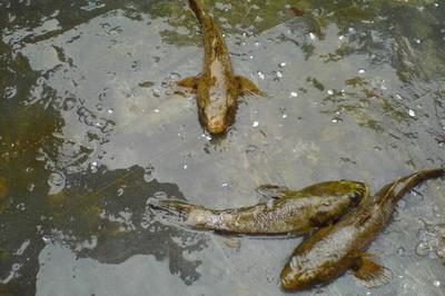 筍殼魚高效養殖技術要點與水質管理優化策略