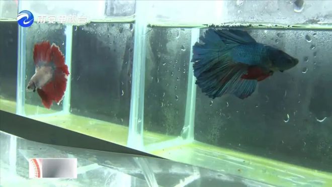 90后小伙的“斗魚”夢 從南安到全國，以科技“游”出泰國斗魚養殖新天地